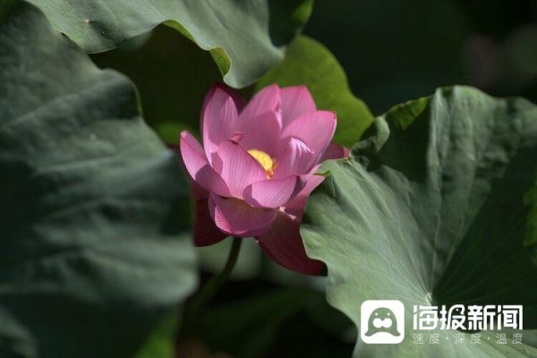 七星 金山湖的荷花 - 海报新闻