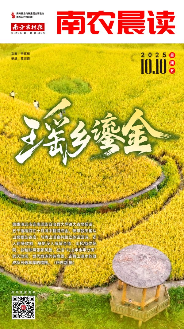 弘盛配资 南农晨读 | 瑶乡鎏金